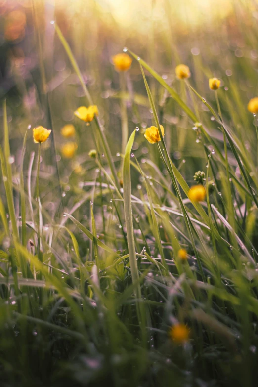 yellow flowers sitting in the grass with a sun light