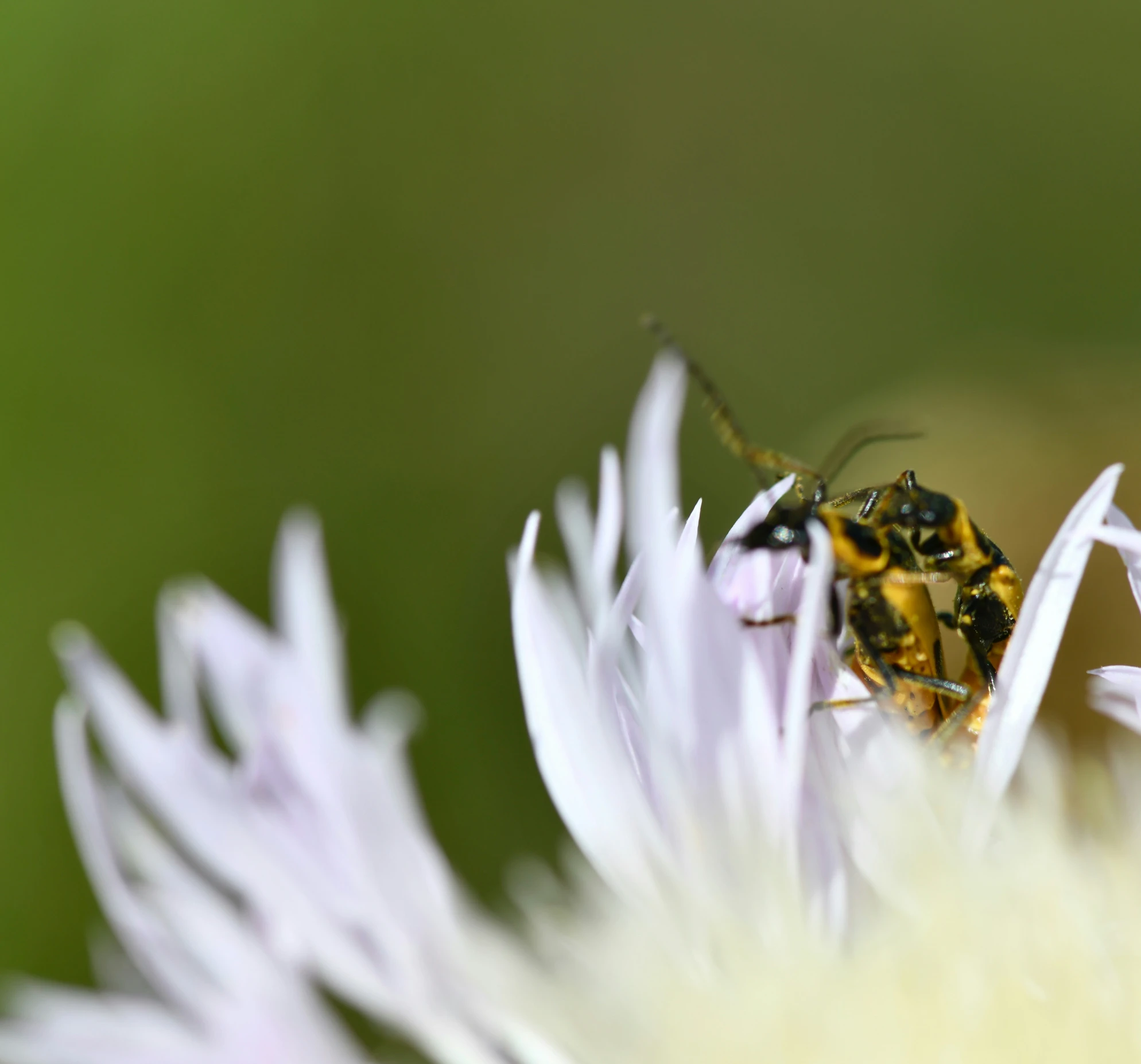 two insects on a flower one with yellow and black on it