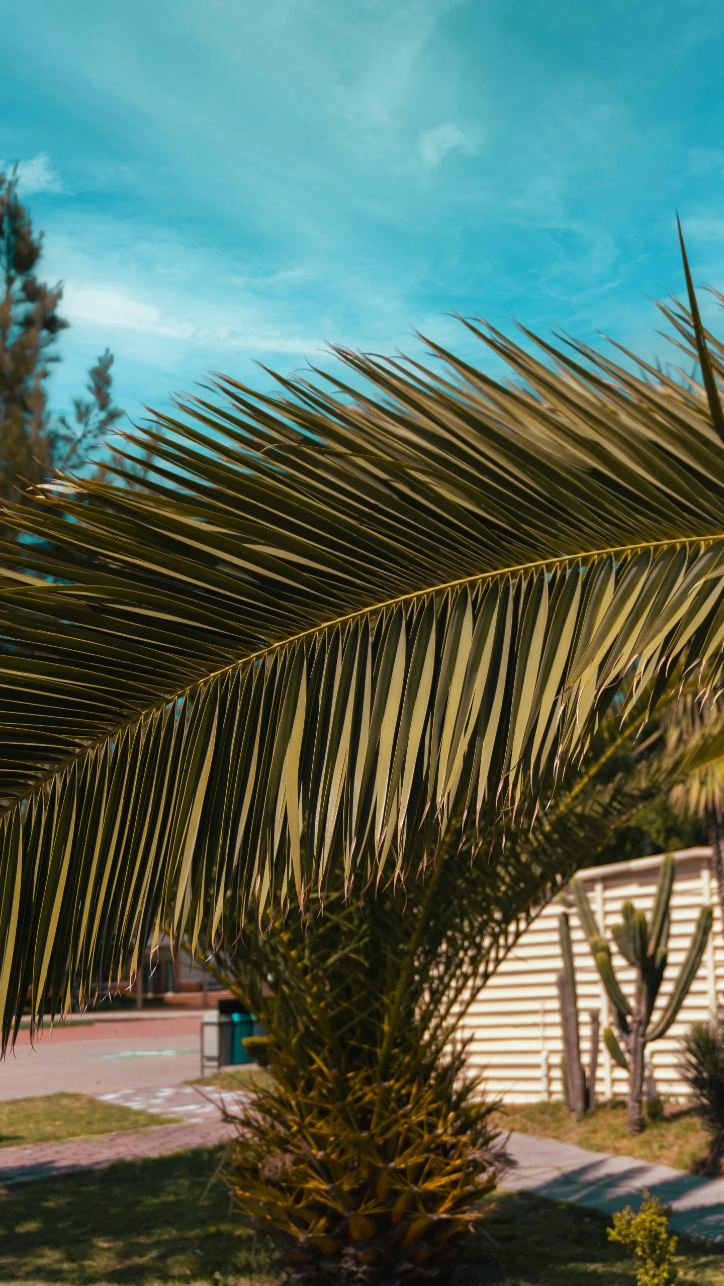 a small palm tree that is very green