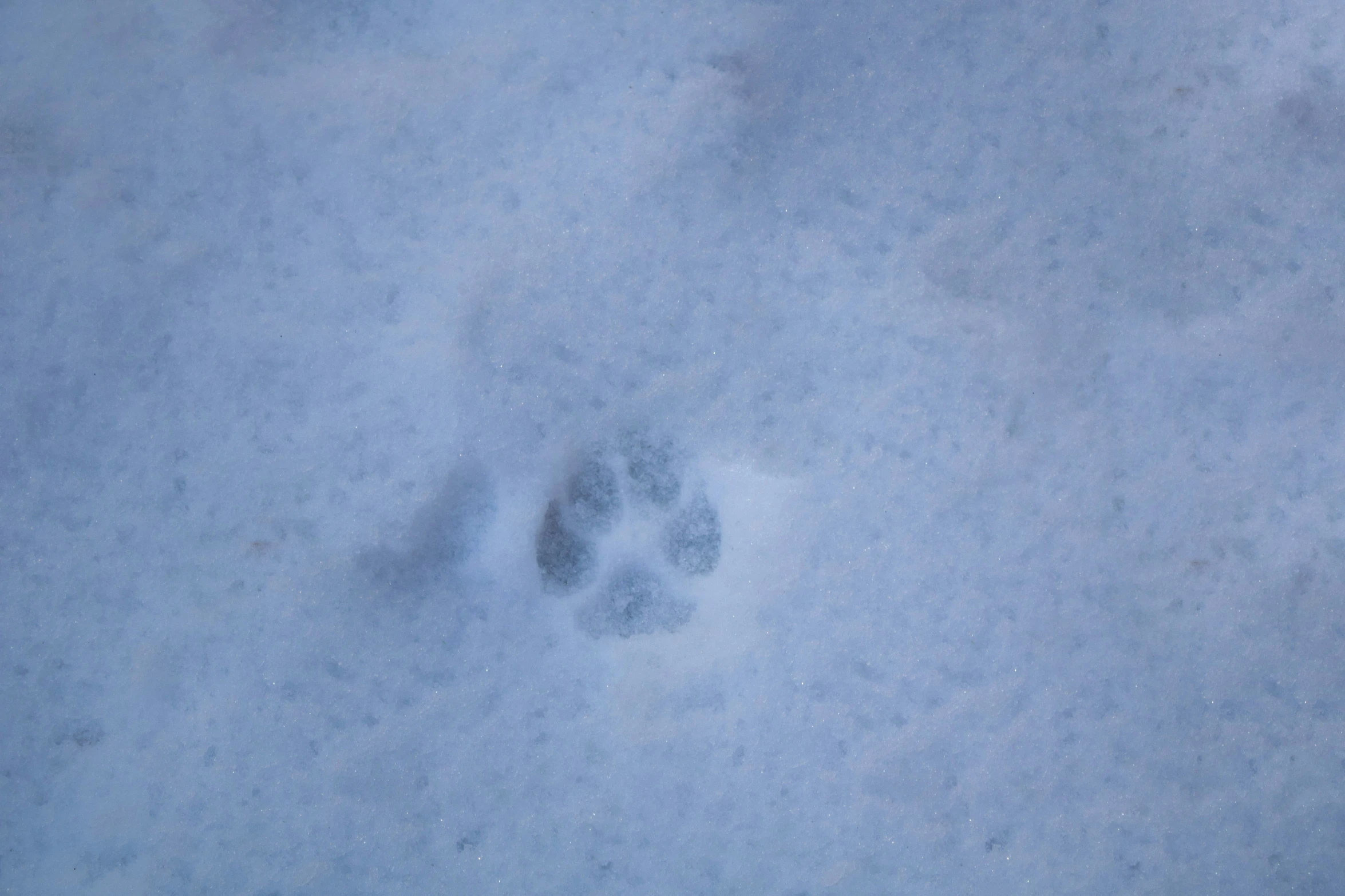 a footprints trail in the snow on a blue sky