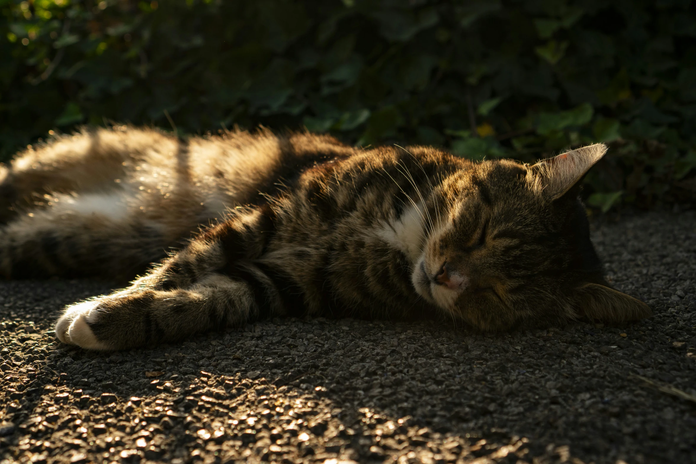 cat taking a nap in the sun in the park