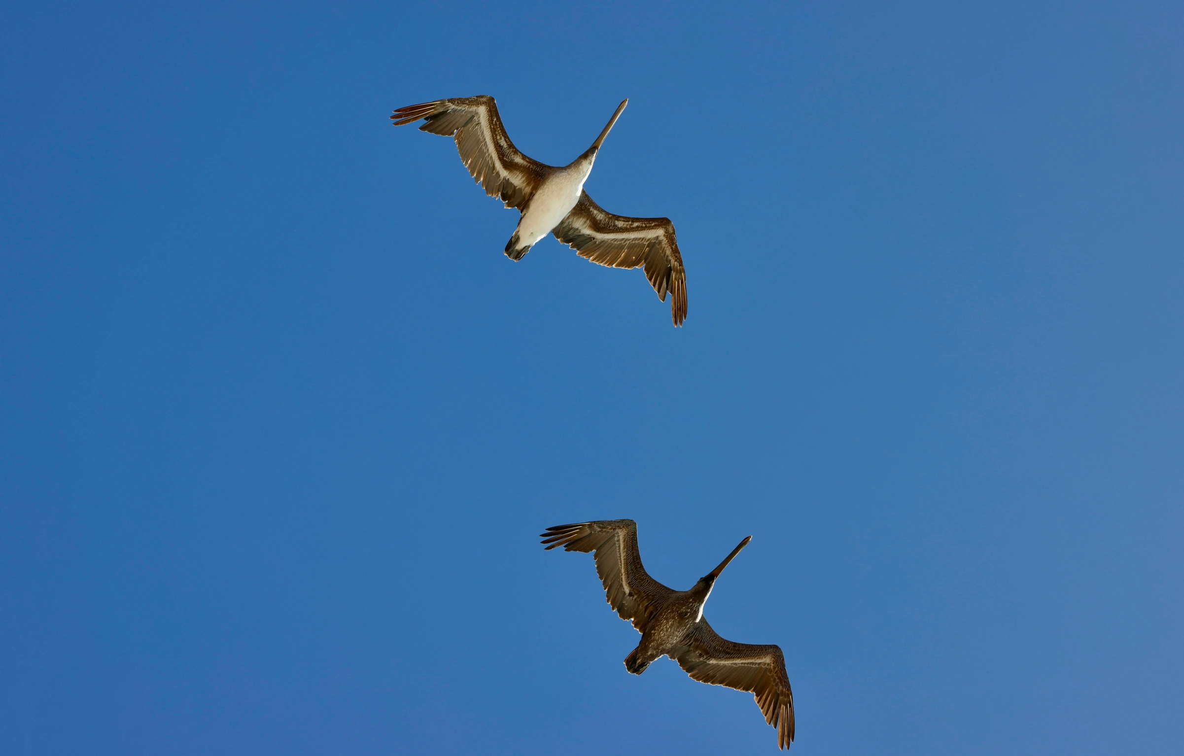 three birds flying through a clear blue sky