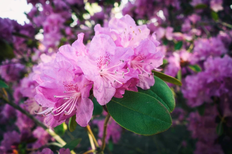 a pink flower bush with leaves in bloom