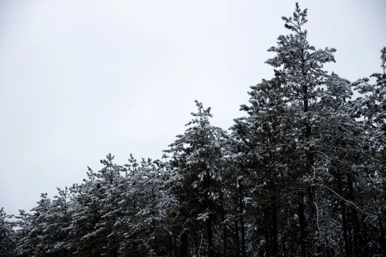 tall tree nches in front of a very cloudy sky