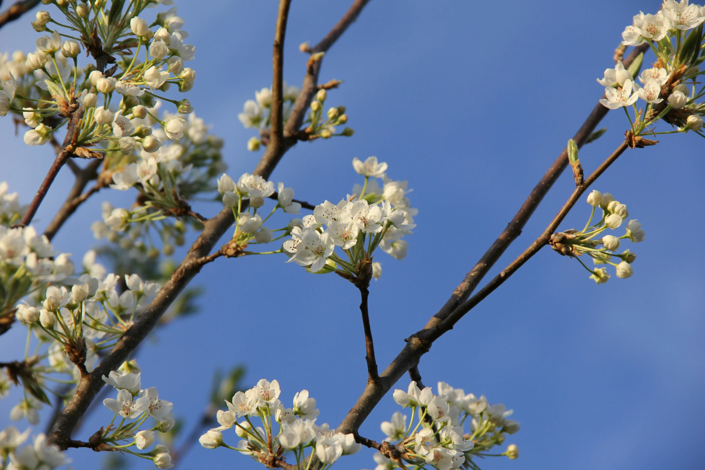 the nches of a tree are almost budding, with white blooms on the first nch