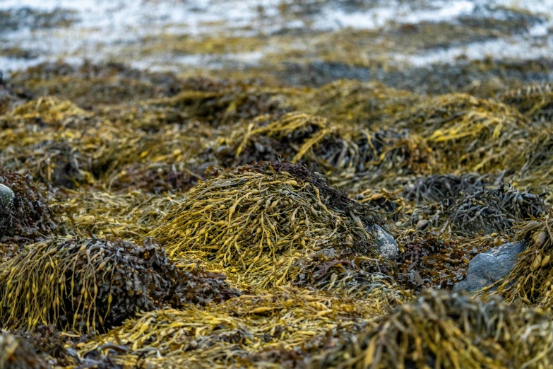 a brown and yellow plant cover by water