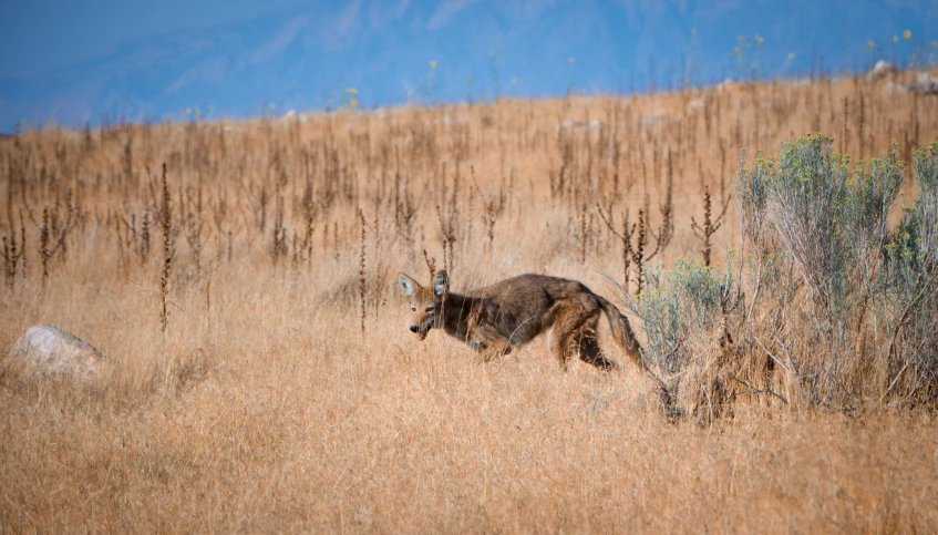 a wild animal is walking through a field