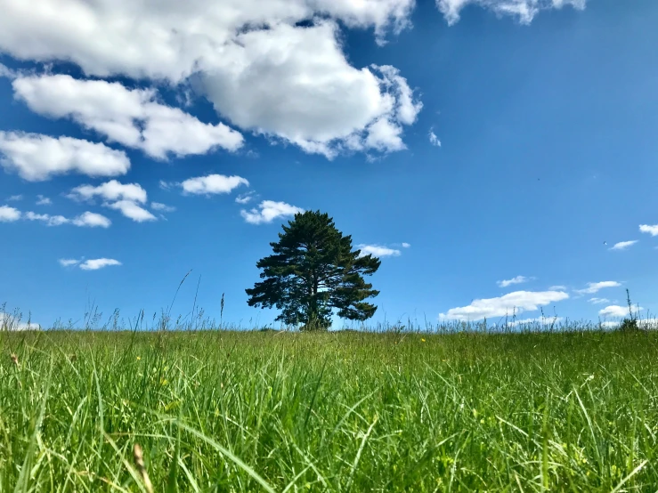 lone tree on grassy plain under cloudy blue sky
