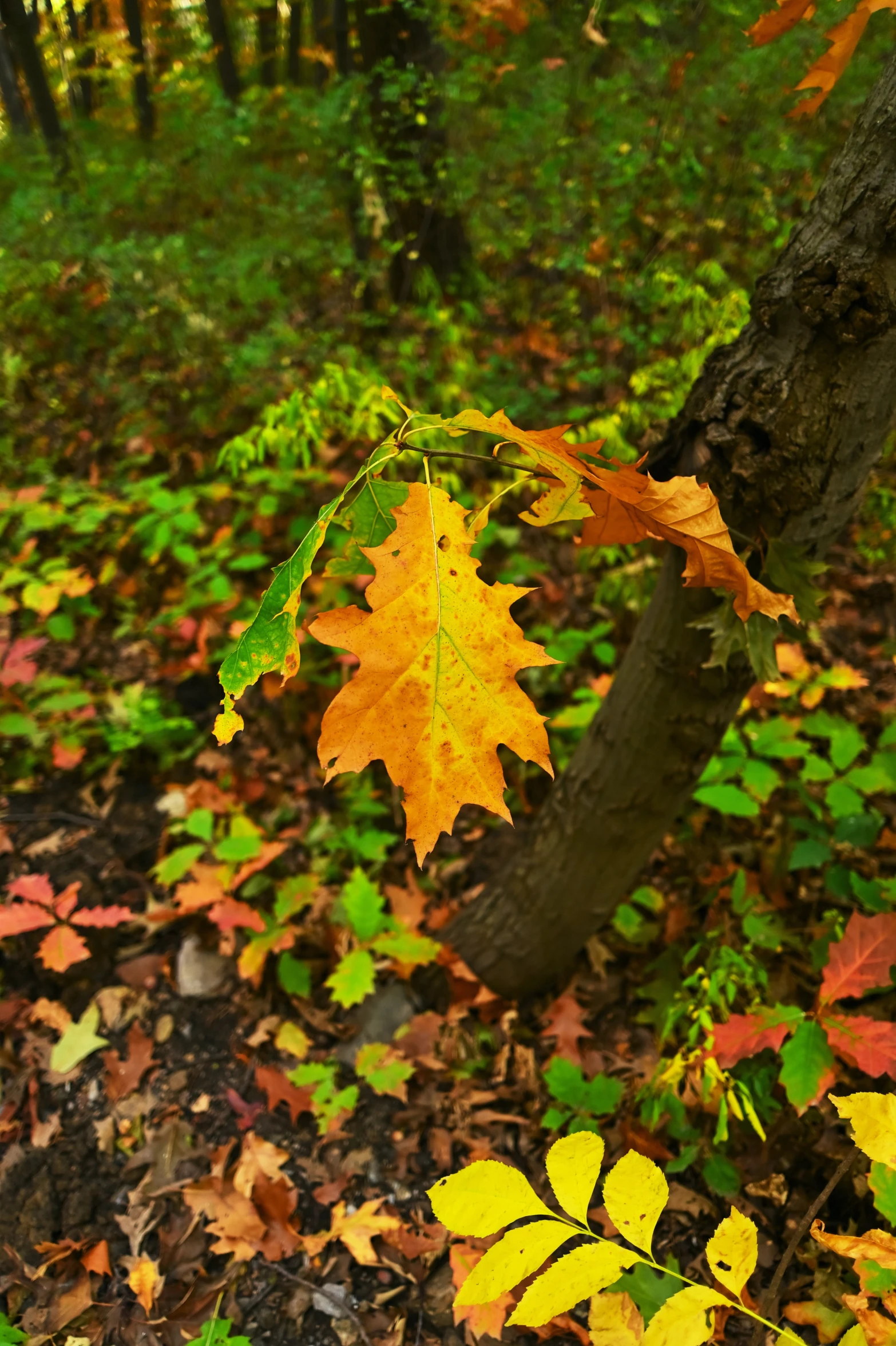 a leaf that is sitting on a tree in the woods