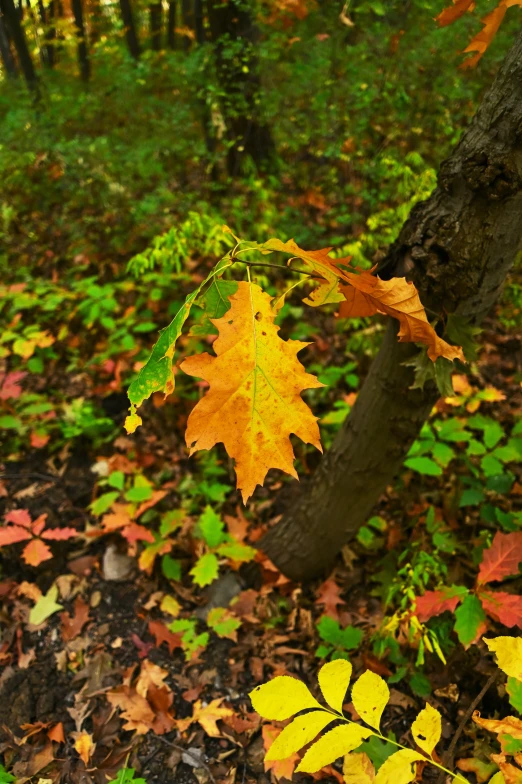 a leaf that is sitting on a tree in the woods