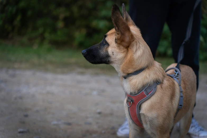 a close - up of the back of a dog on the leash