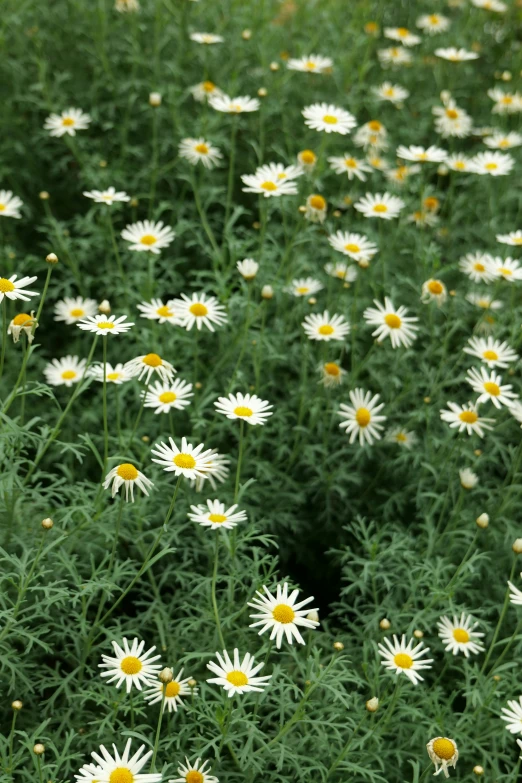 some very pretty white and yellow flowers in the grass