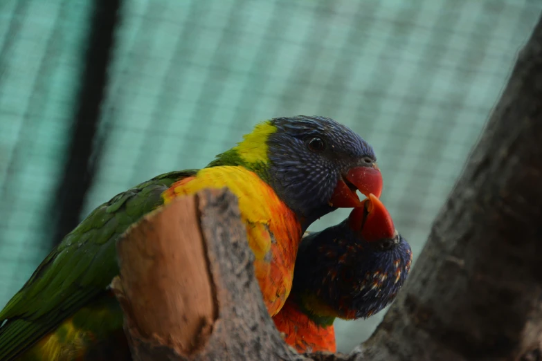 a large colorful bird with orange eyes perched on a tree nch