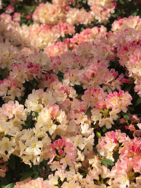 pink and white flowers are in rows together