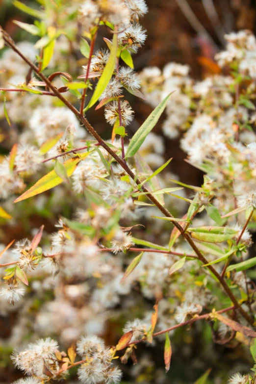 white flowers and green leaves hanging on a twig