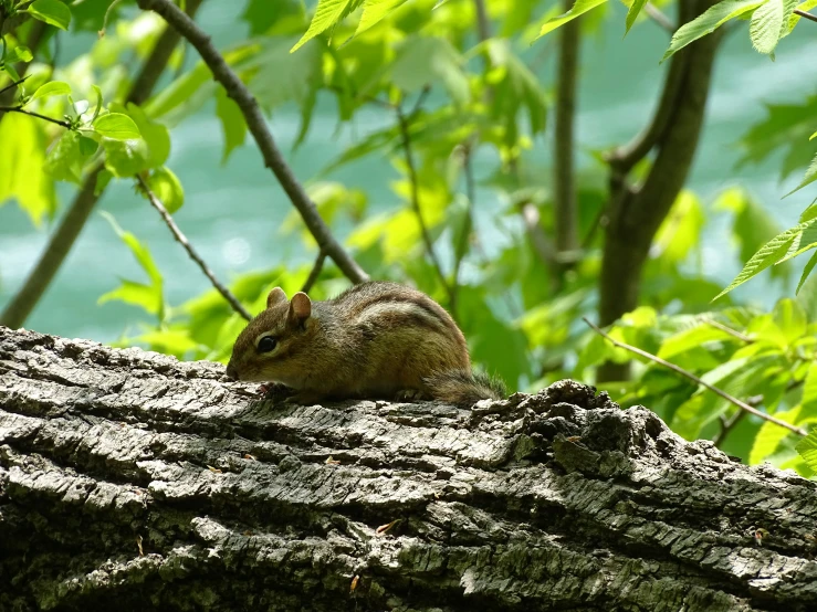 a chipmung sitting on a tree trunk looking to its left