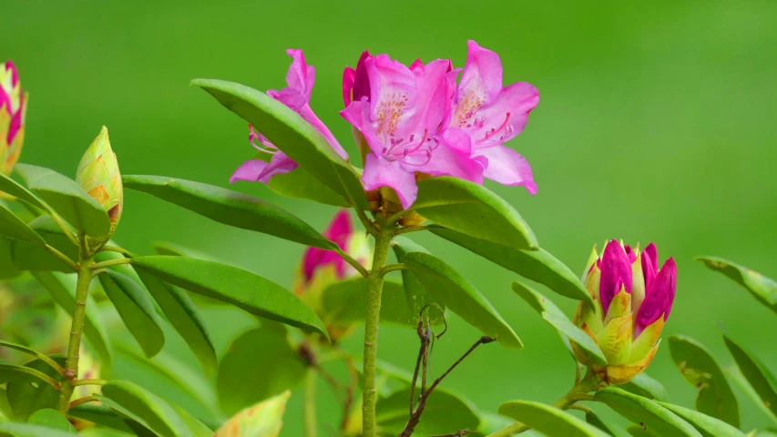 a pink flower sitting on top of a green plant