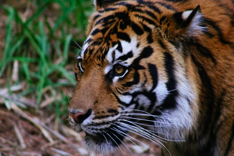 a tiger looking straight ahead as it walks