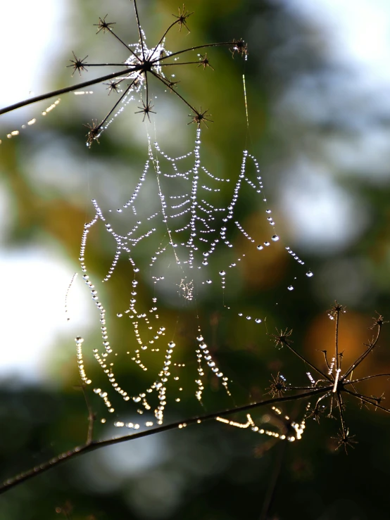 a drop - covered nch with drops of dew