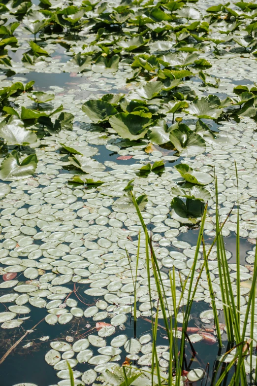 a large pond that has lily pads floating in it