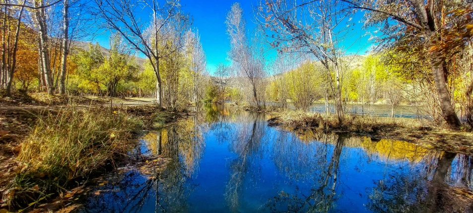 the river runs through a forested area with trees