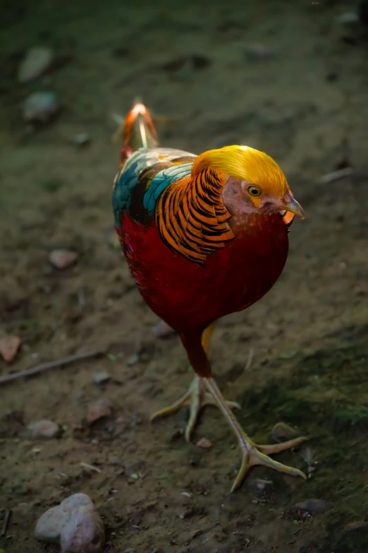 the colorful bird is walking on a dirt ground