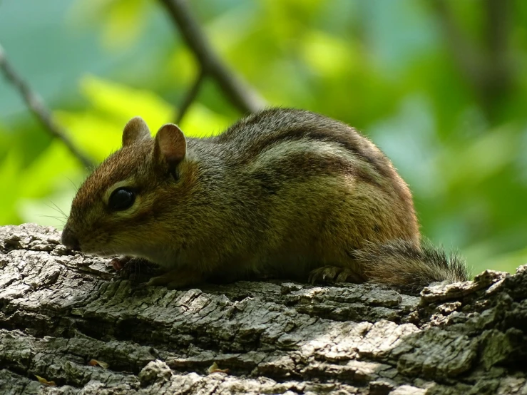 an adult grey squirrel is resting on a tree limb