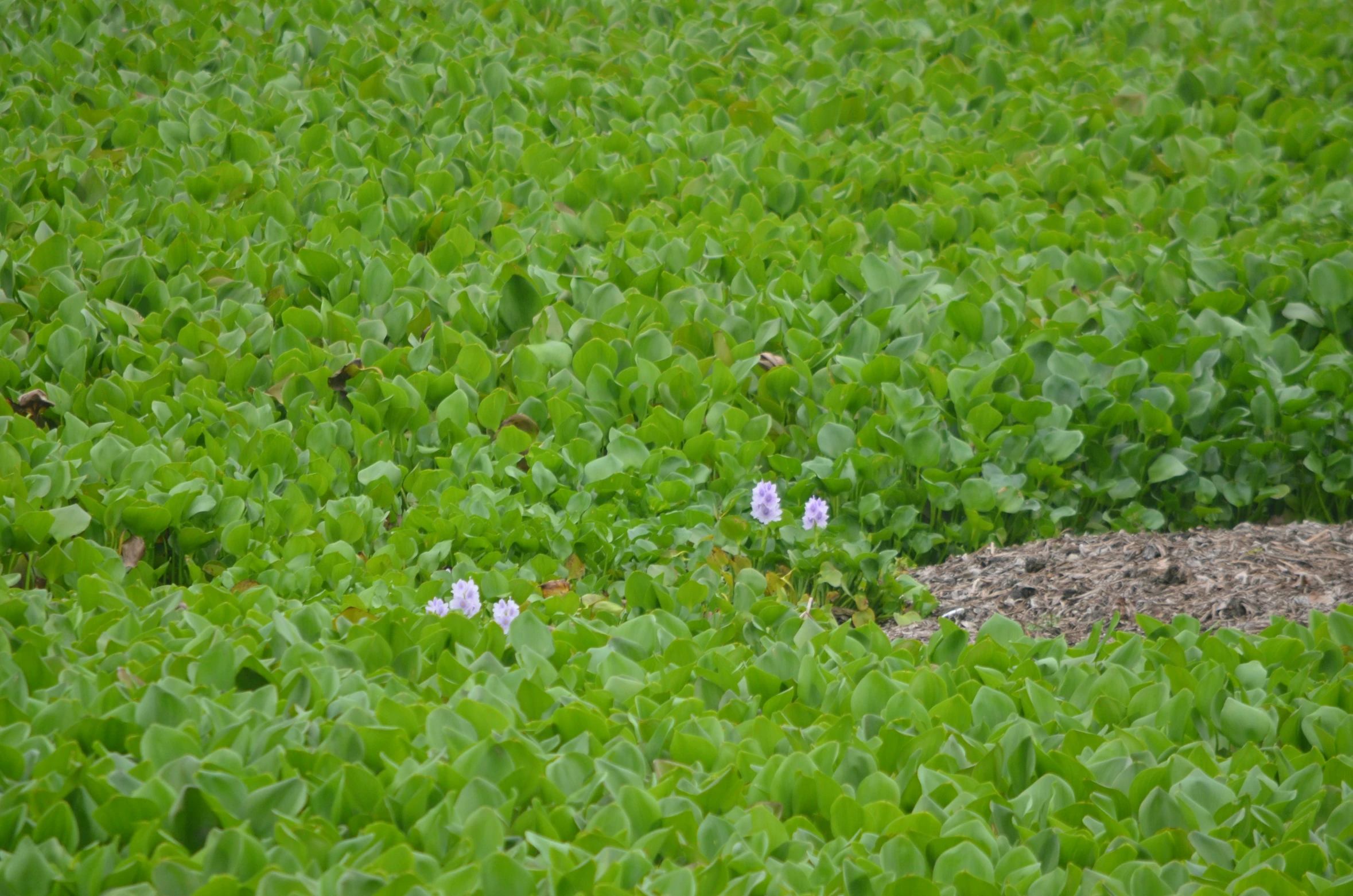 purple flowers and green vegetation in a field