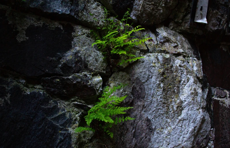 a rock face with a fern growing out of it