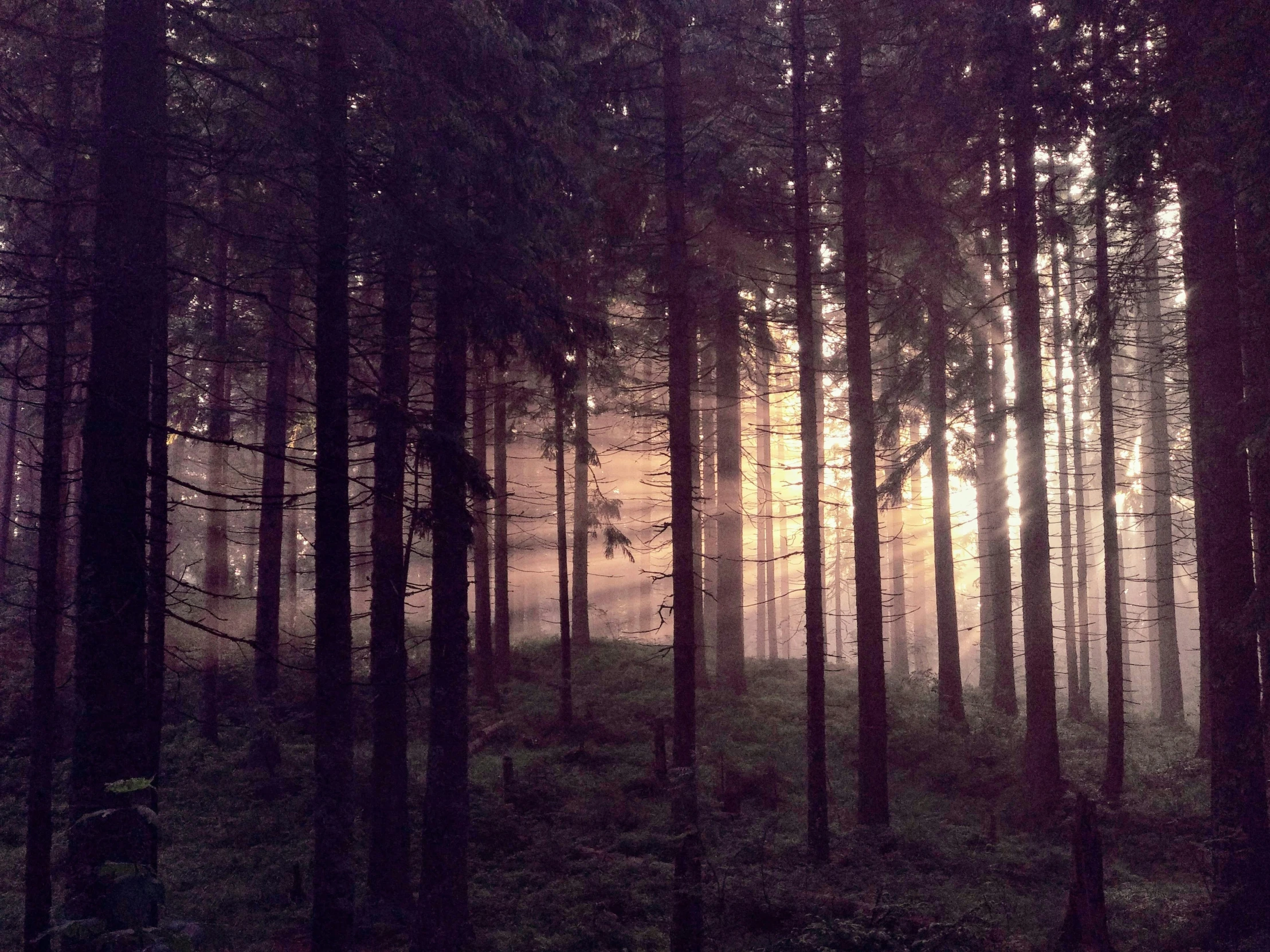 a dark forest with many trees