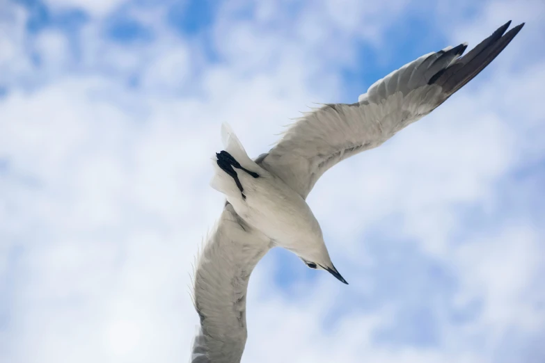 a bird is flying high in the sky