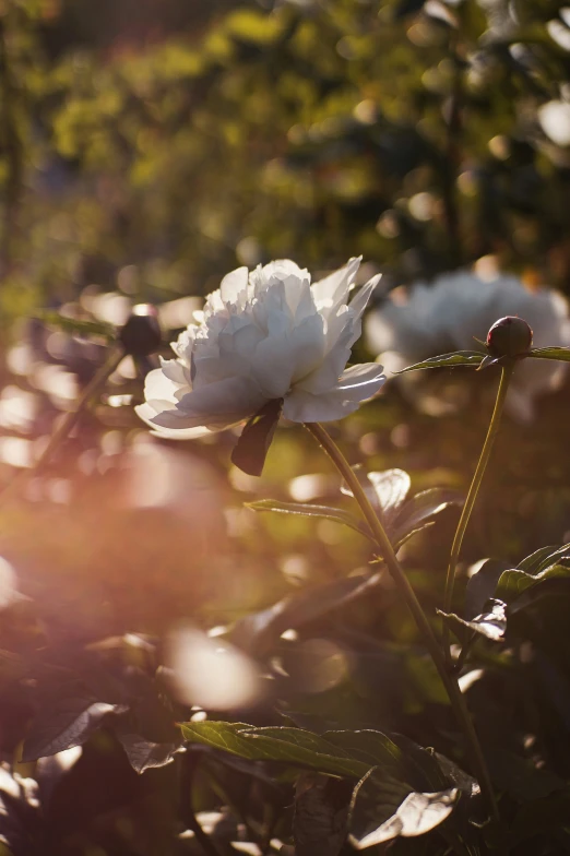 a flower in sunlight through grass near trees