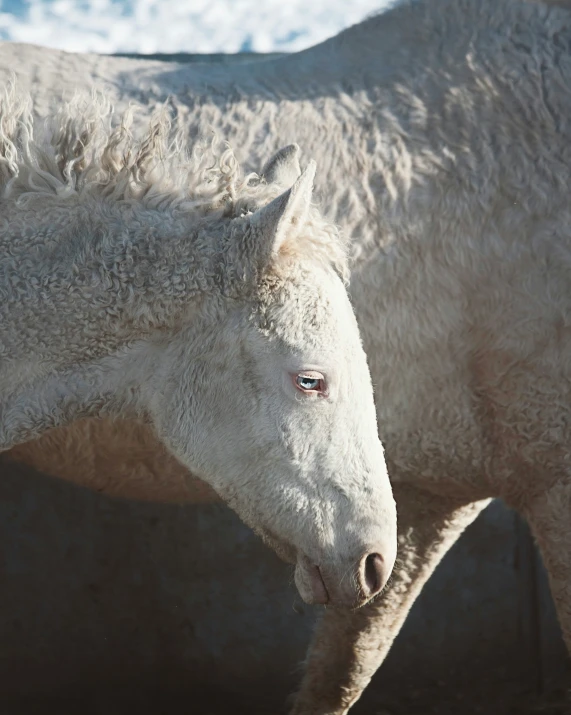 two horses are standing next to each other