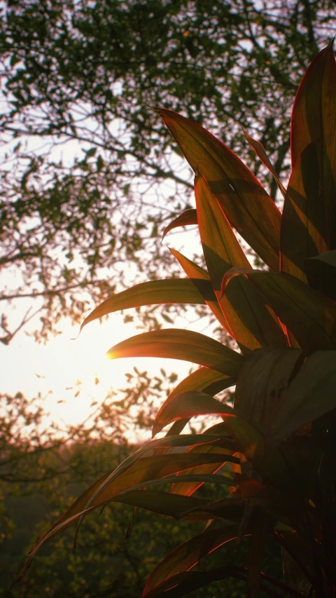 a plant with red leaves and trees in the background