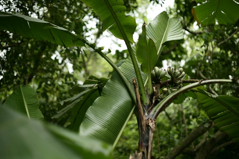 a banana tree surrounded by tropical foliage