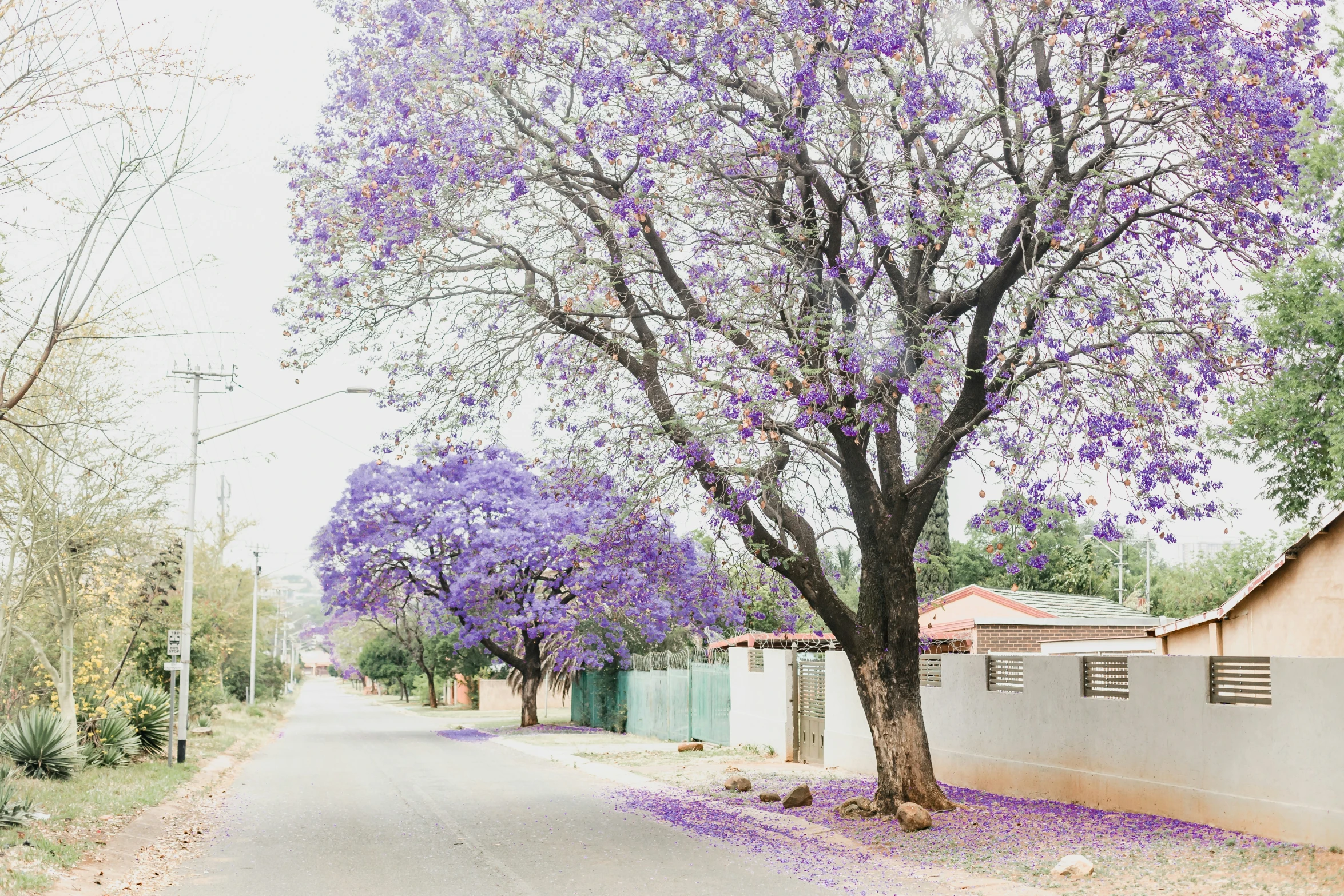 trees that have bloomed near the buildings and are lining the street