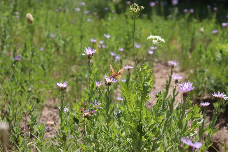 a erfly is on a flower in a field of flowers