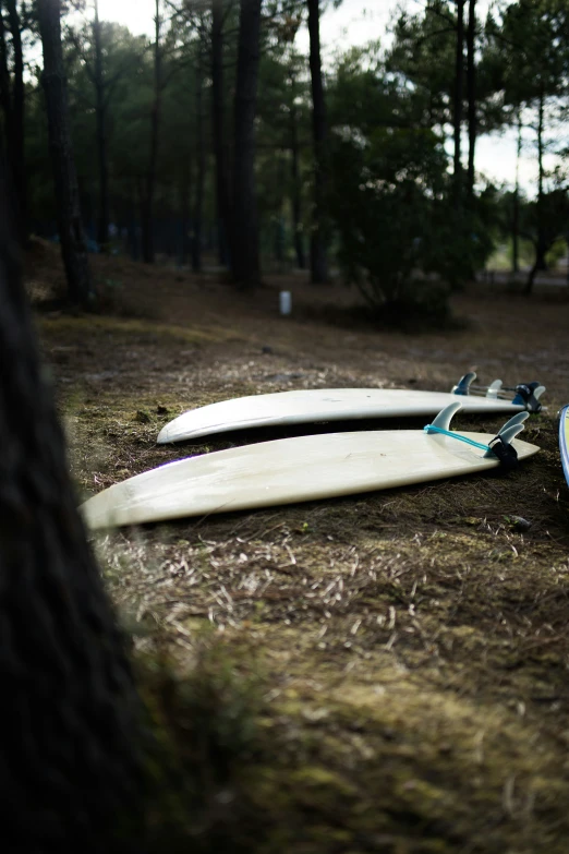 surfboards in the ground by some trees