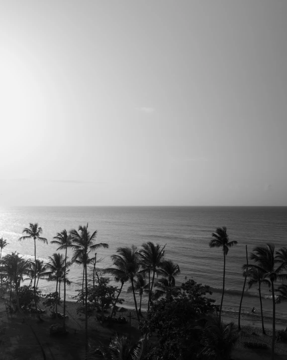 palm trees line a stretch of beach, as the sun is shining