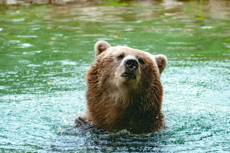 a bear standing in water with green algae in his body