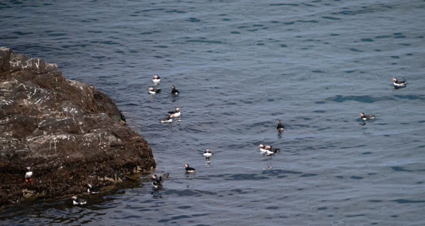 seagulls flying low over the water near rocks