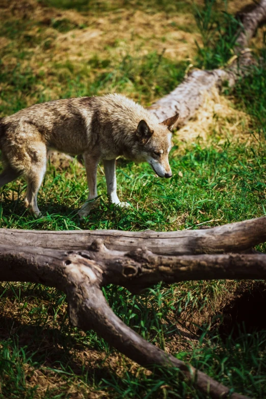 a young wolf is walking on some grass