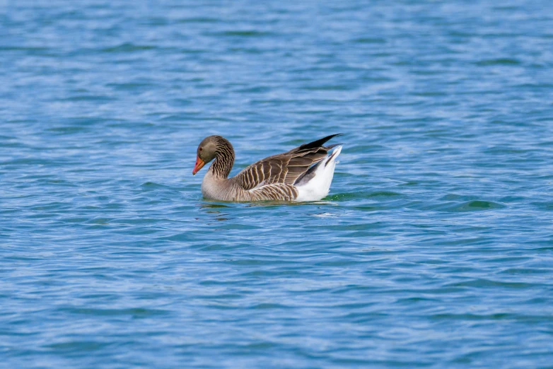 a duck swimming across the lake in water