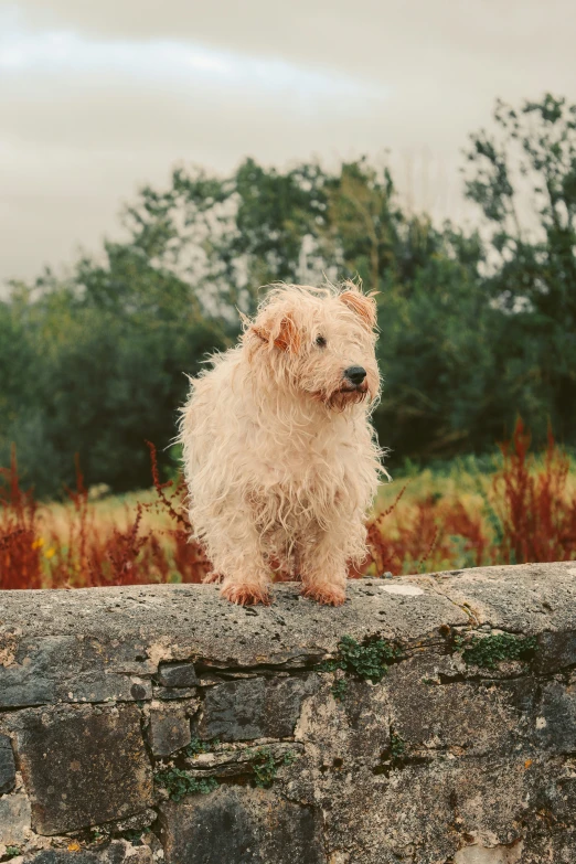 a small gy dog sitting on top of a wall