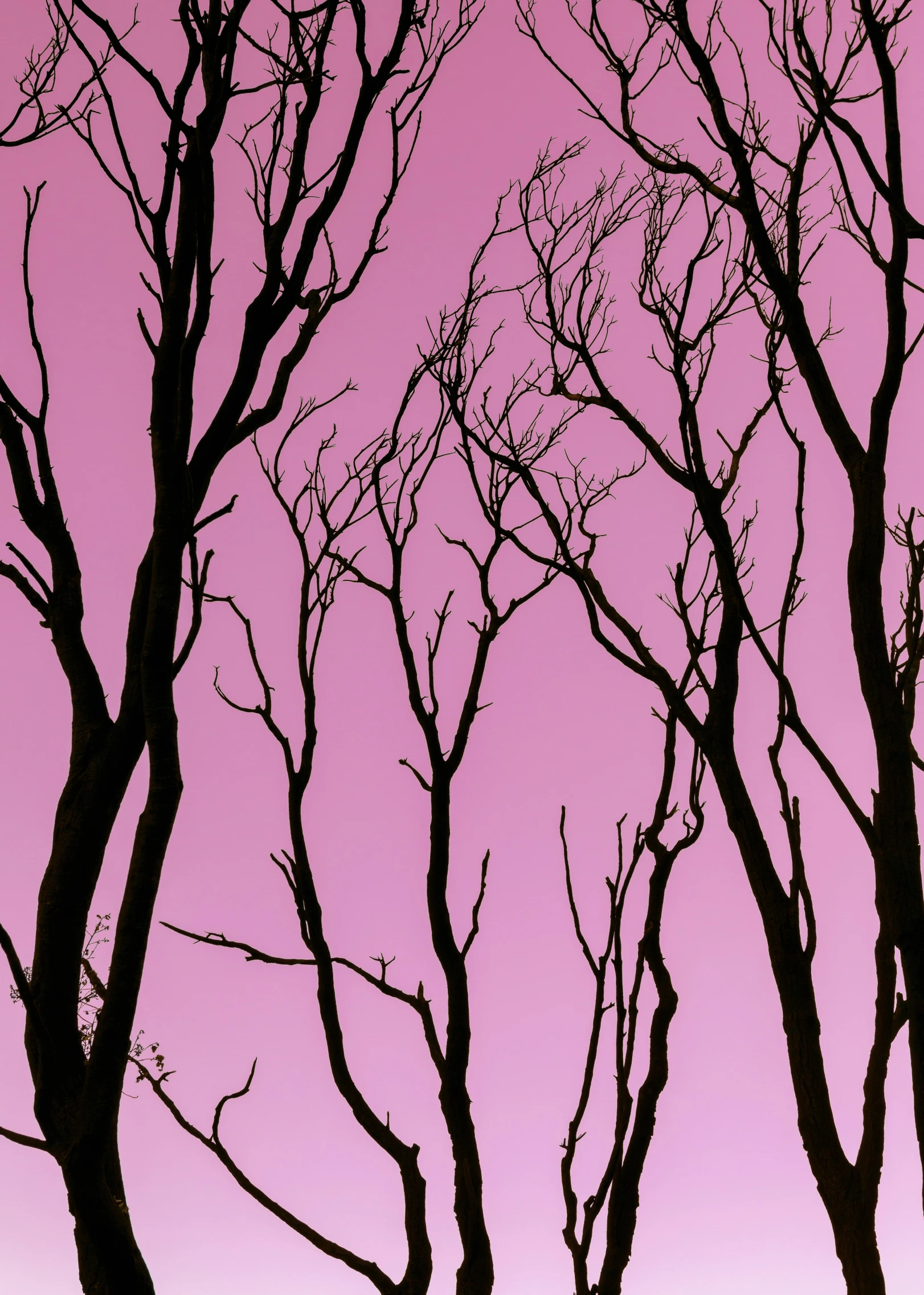 some trees against a purple sky as a lone person walks