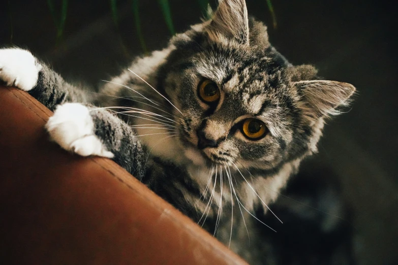 a grey and white cat is on the edge of a wood plank