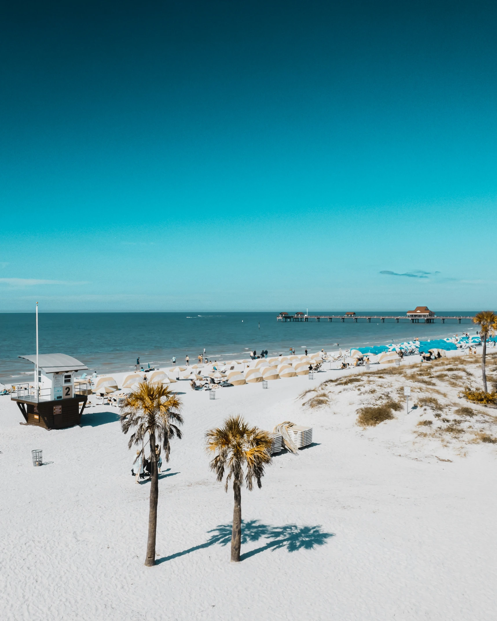 there are palm trees on the beach near the water