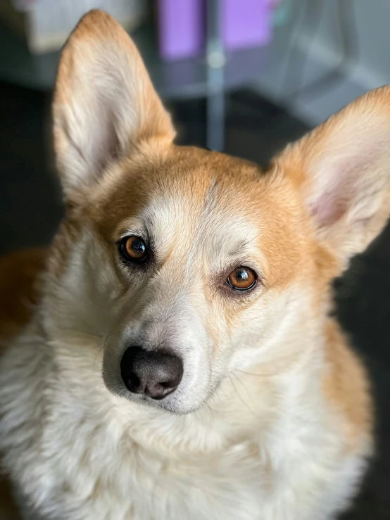 an image of a dog staring at the camera