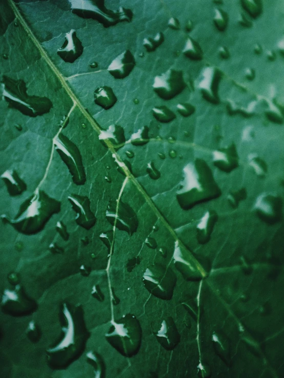 rain droplets on a green leaf with light coming from underneath