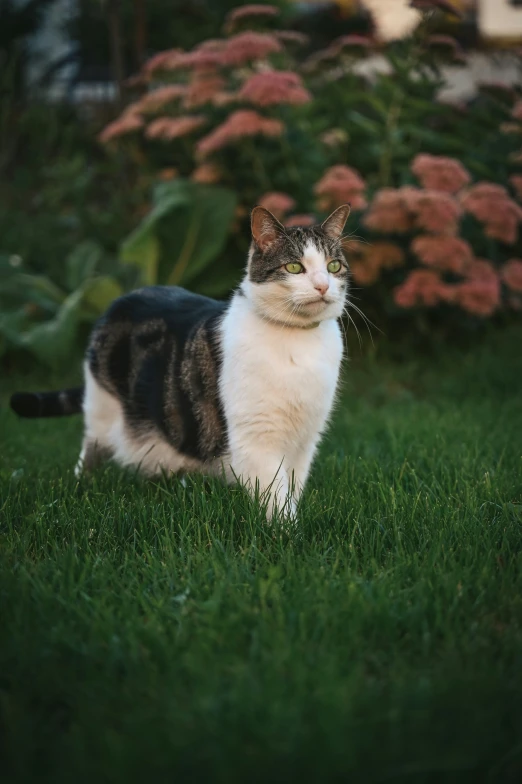 the cat is in the grass with another cat nearby